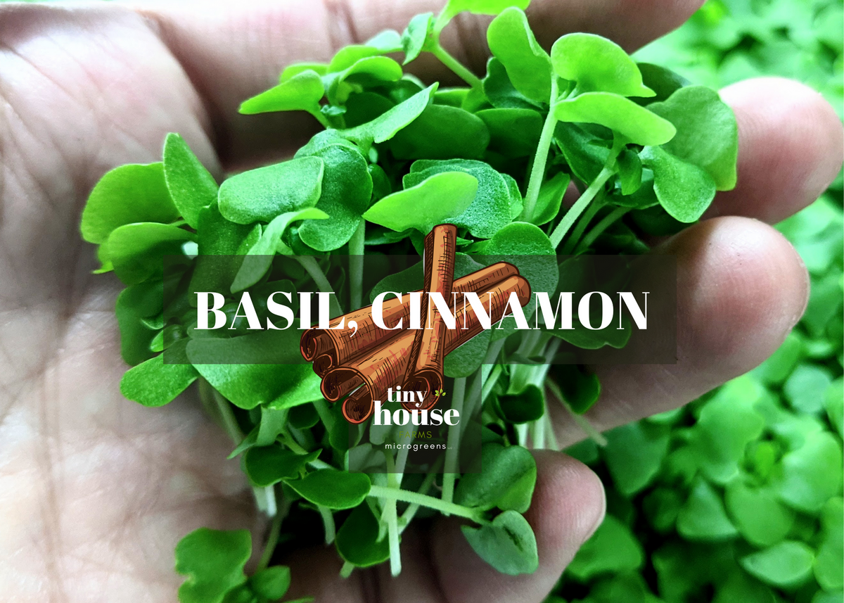 Basil (Cinnamon) Tiny House Farms Microgreens
