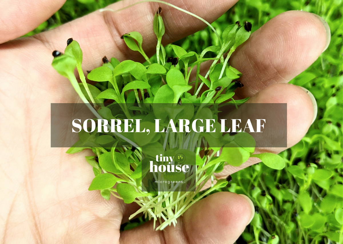 Sorrel – Tiny House Farms Microgreens, image size:1200x857