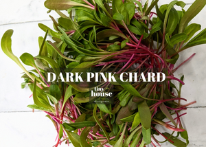 Chard Microgreens (Pink)