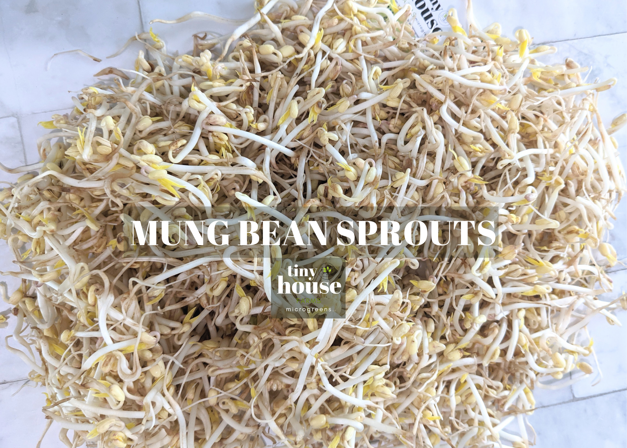 Bean Sprouts (Mung)