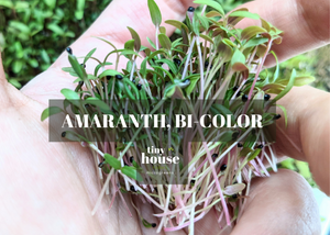 Amaranth, Bi-color