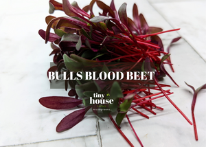 Bulls Blood Beet