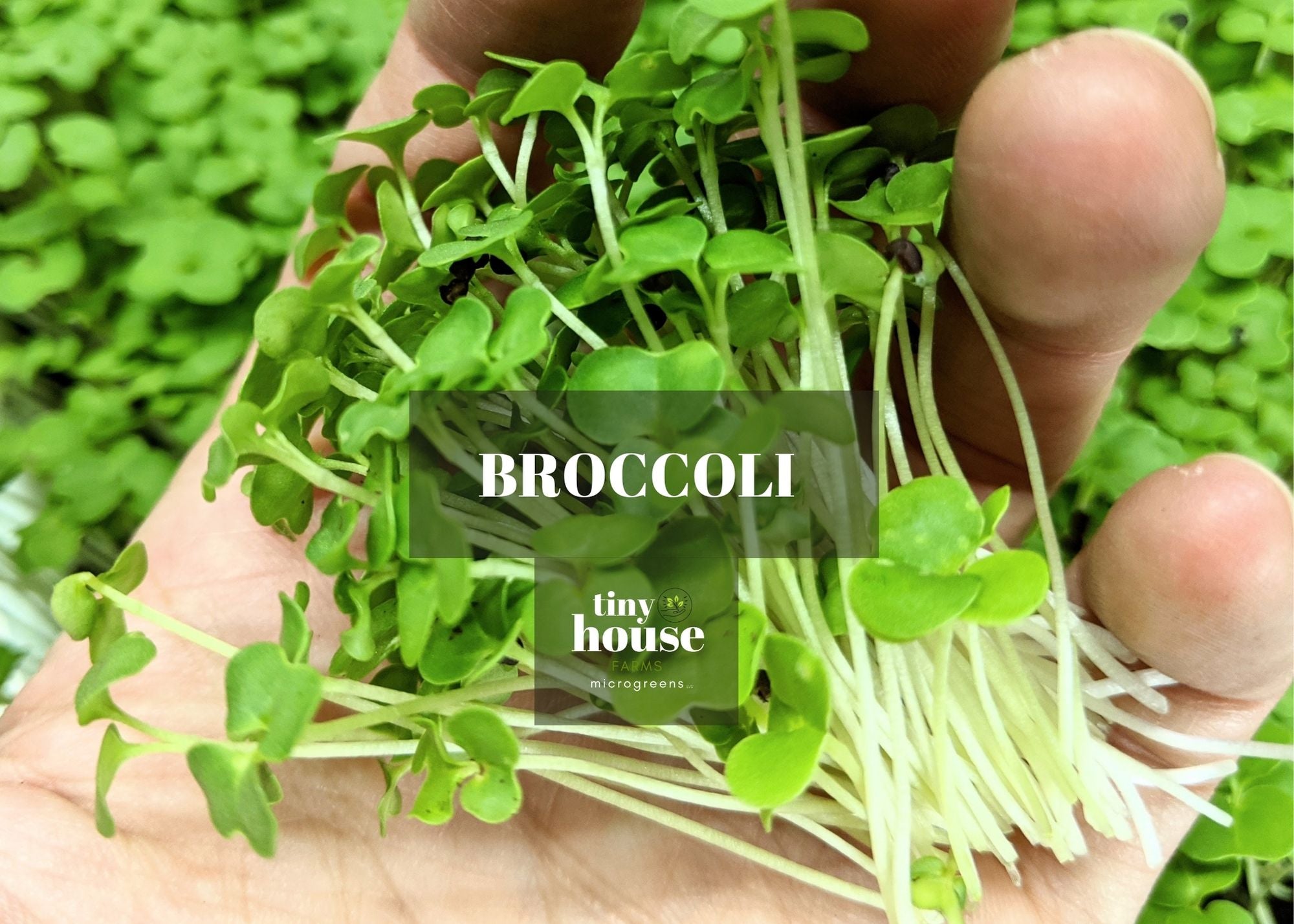 Broccoli Microgreens