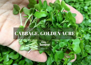 Cabbage, Golden Acre