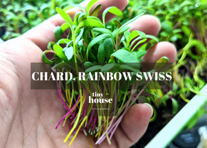 Chard, Rainbow Swiss