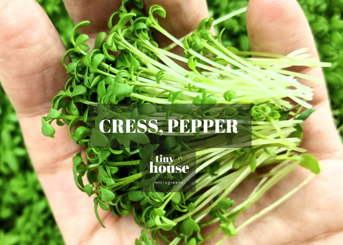 Pepper Cress