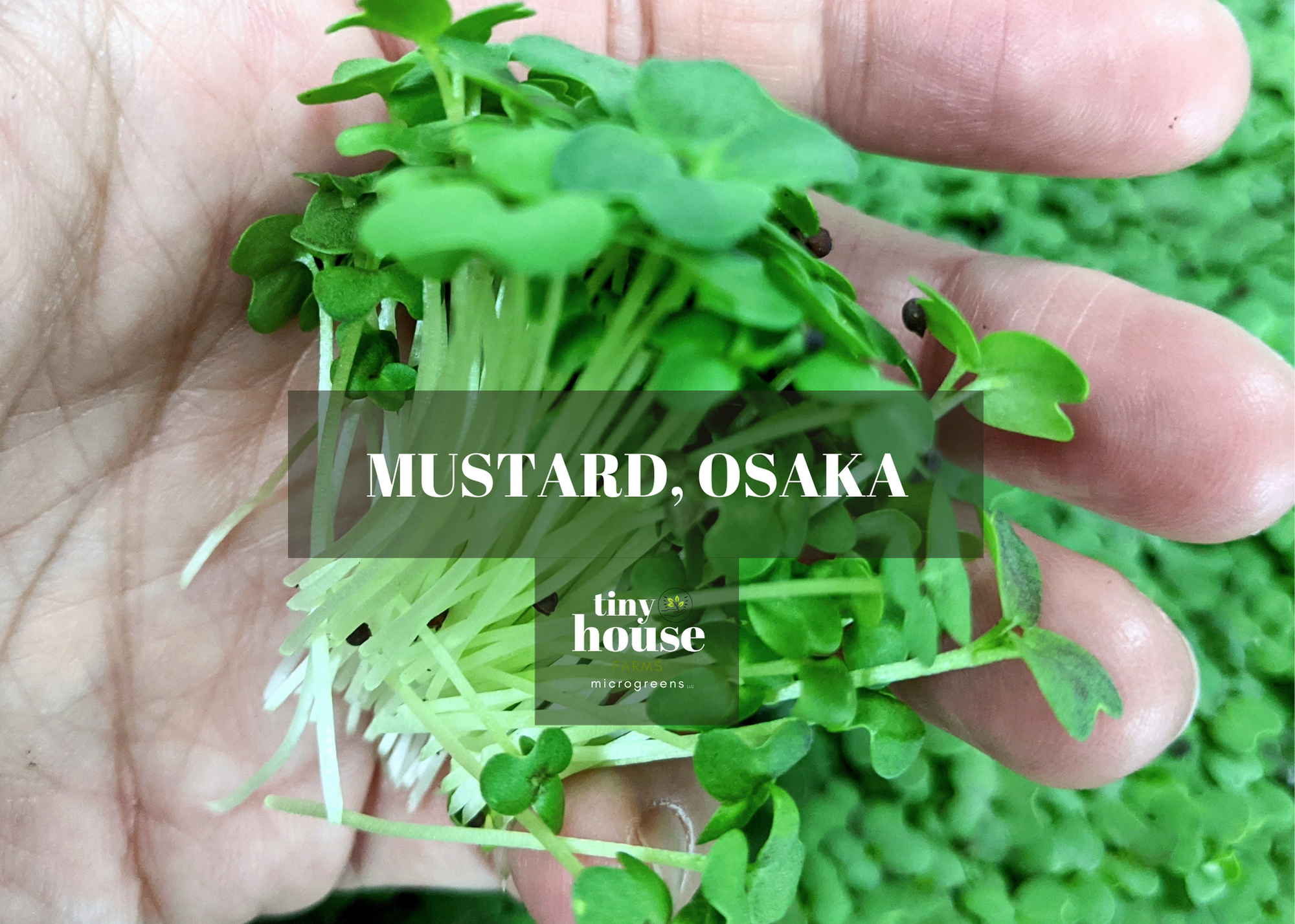 Mustard (Osaka)