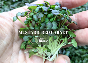 Mustard (Red Garnet)