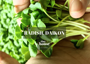 Radish, Daikon