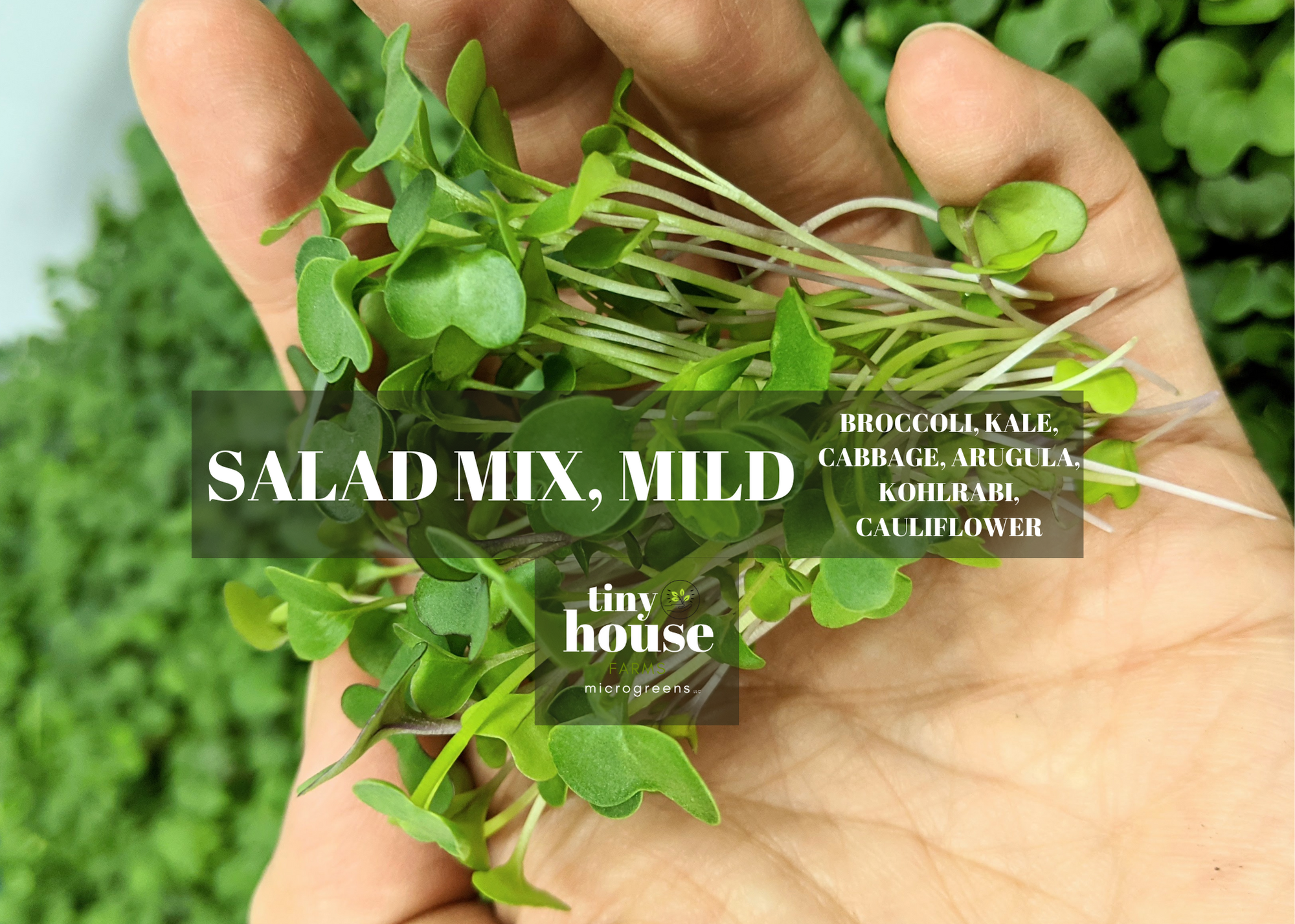 Mild Salad Mix