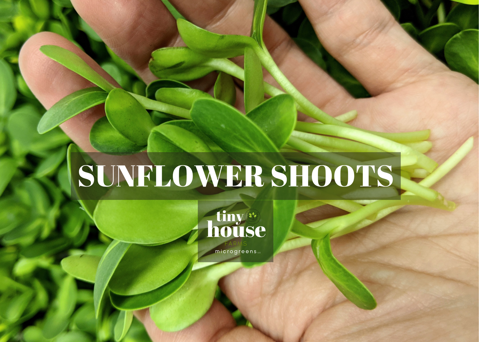 Sunflower Shoots