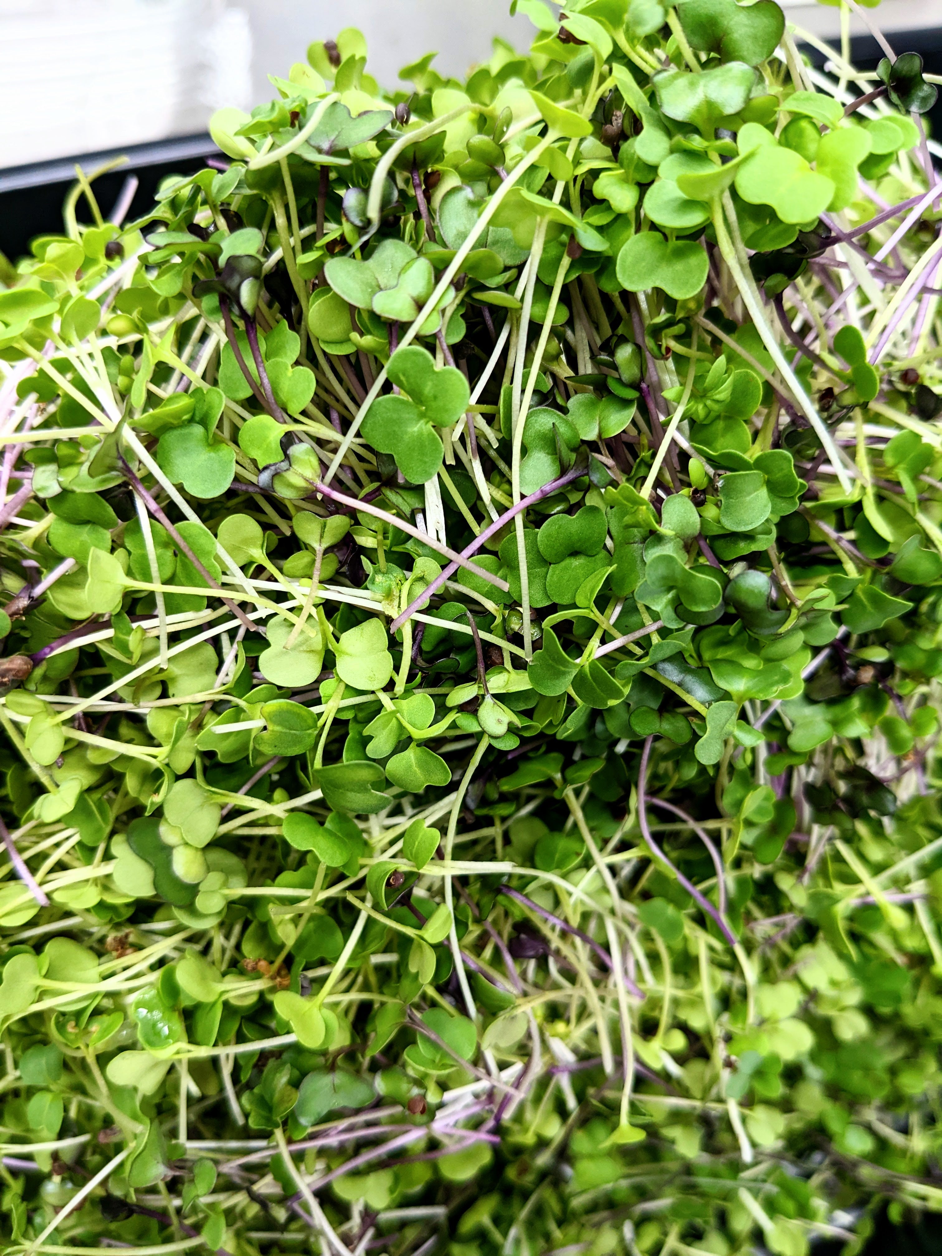 Micro Topper Pizza Micro Topper – Tiny House Farms Microgreens