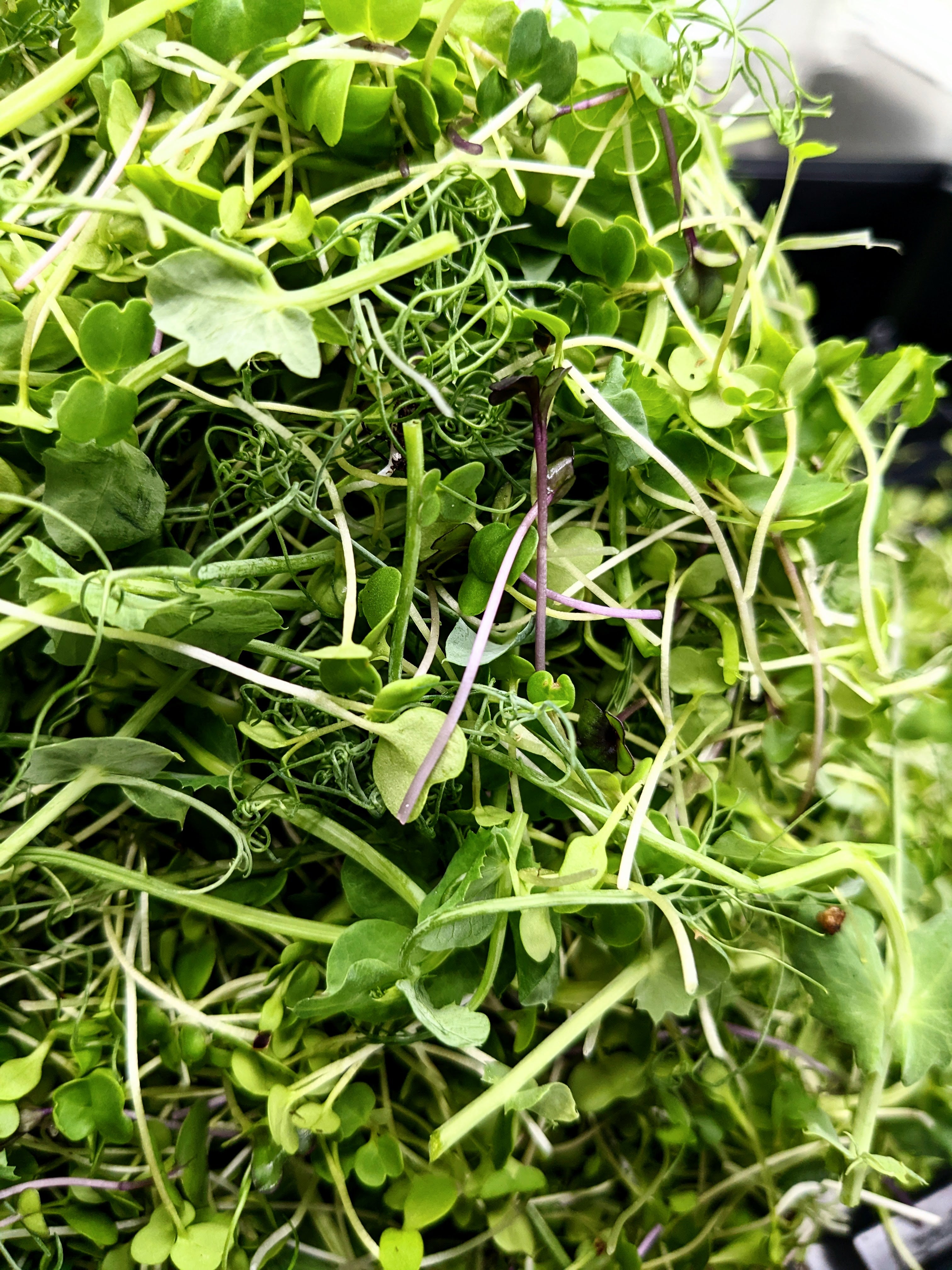 Salad Micro Topper